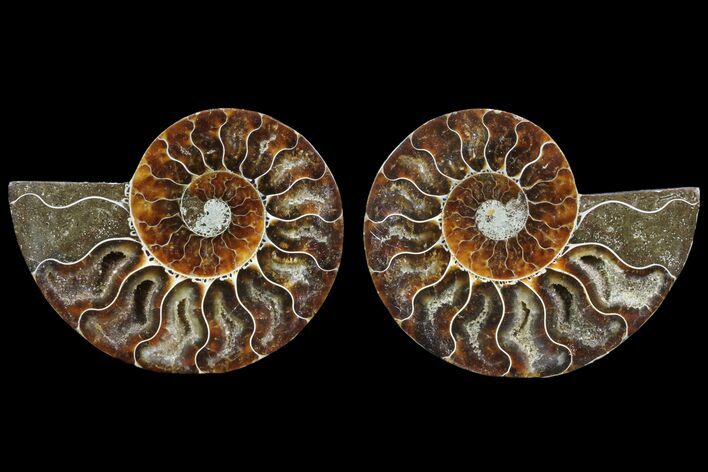 Cut & Polished Ammonite Fossil - Agatized #78360